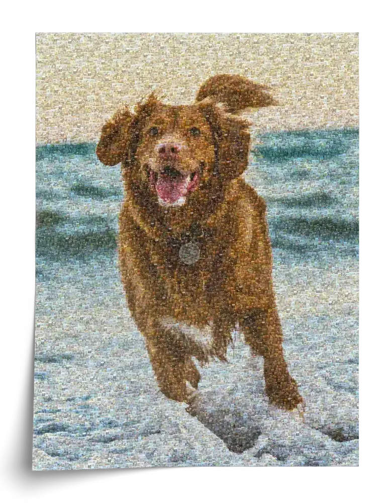 Poster vertical en mosaïque photo représentant un chien brun courant au bord de l’eau