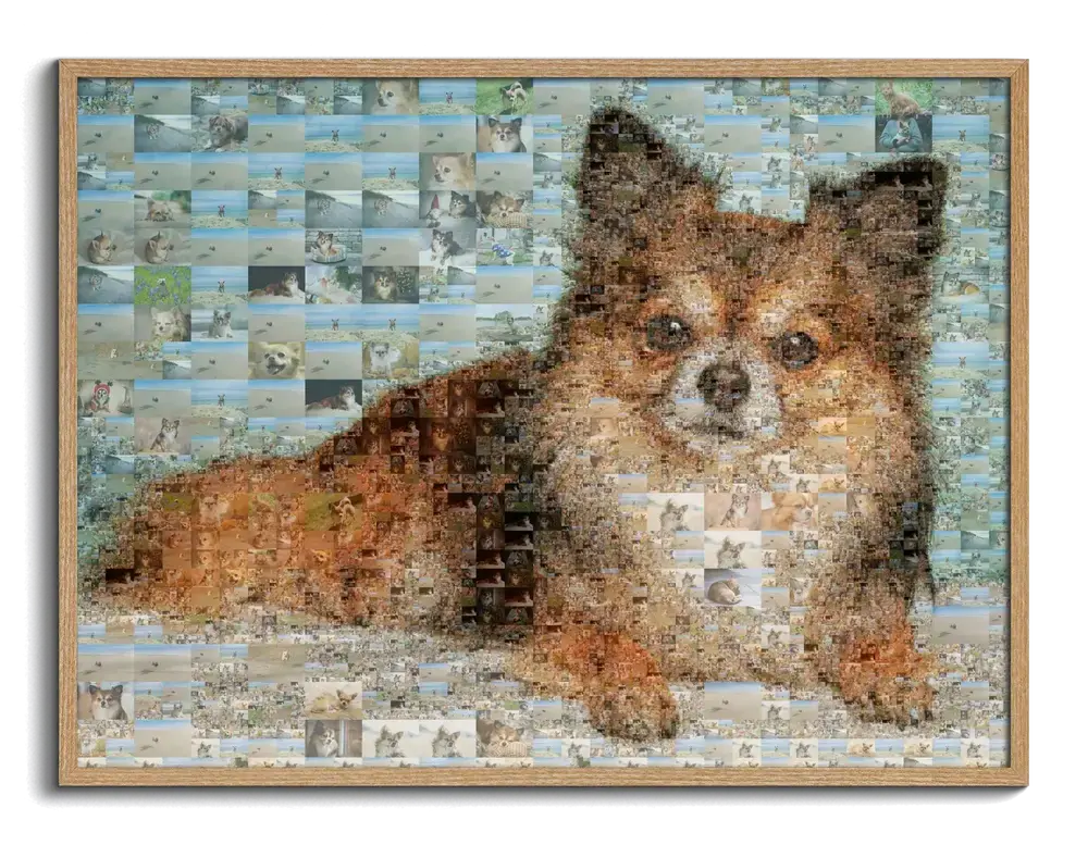 Mosaïque photo horizontale d’un petit chien allongé, composée de photos rectangulaires, encadrée en bois naturel